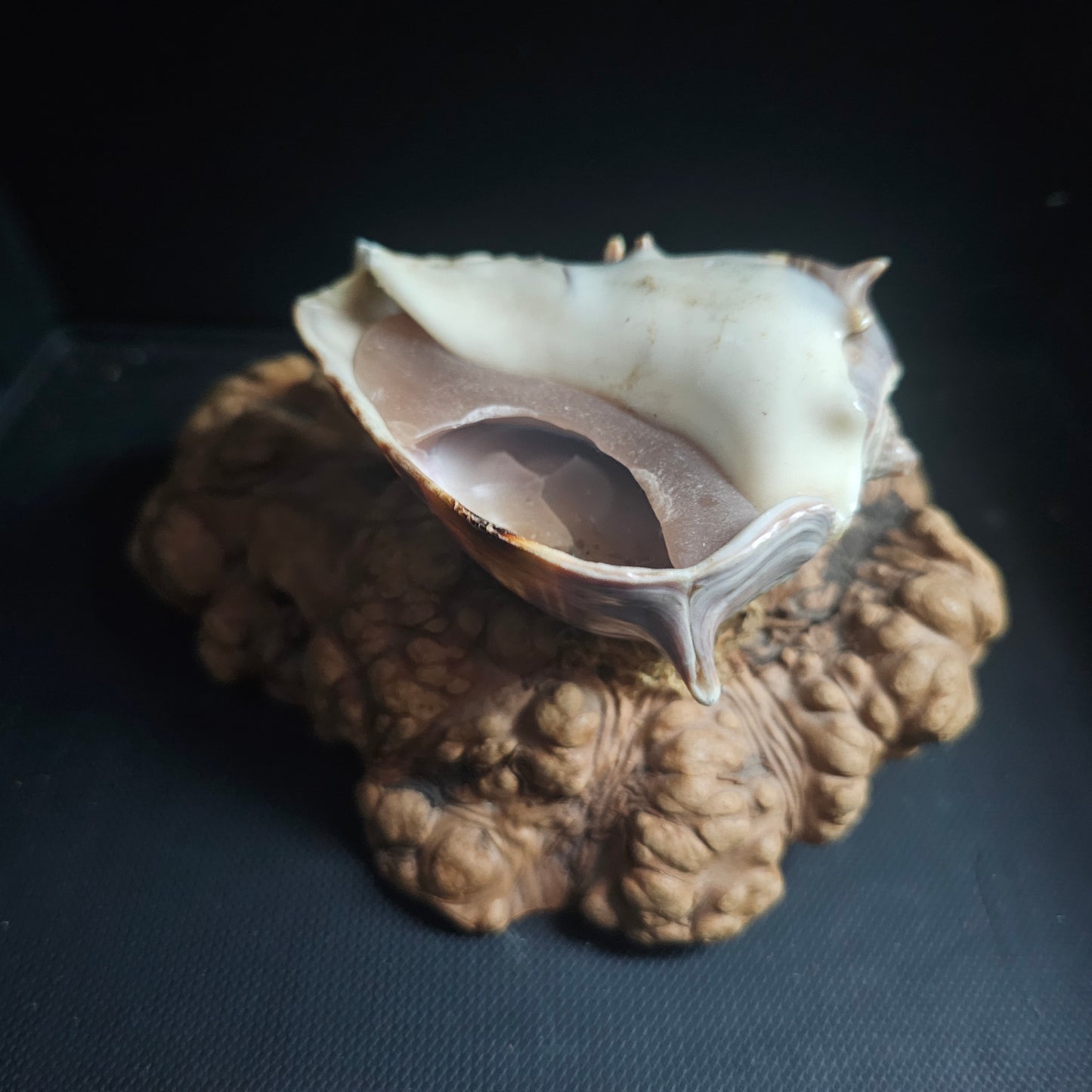 Shell Candle Holder Mounted on Burl Wood Base Decor 6" Wide