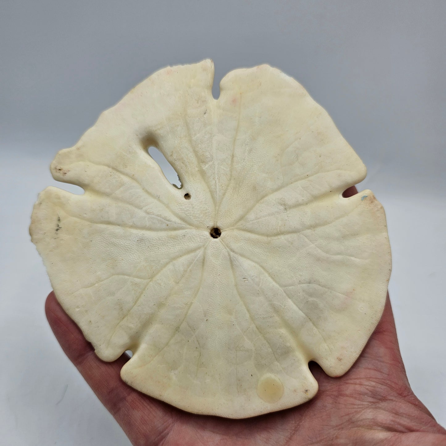Vintage Hand Painted Ocean Fish Aquarium Scene Sand Dollar