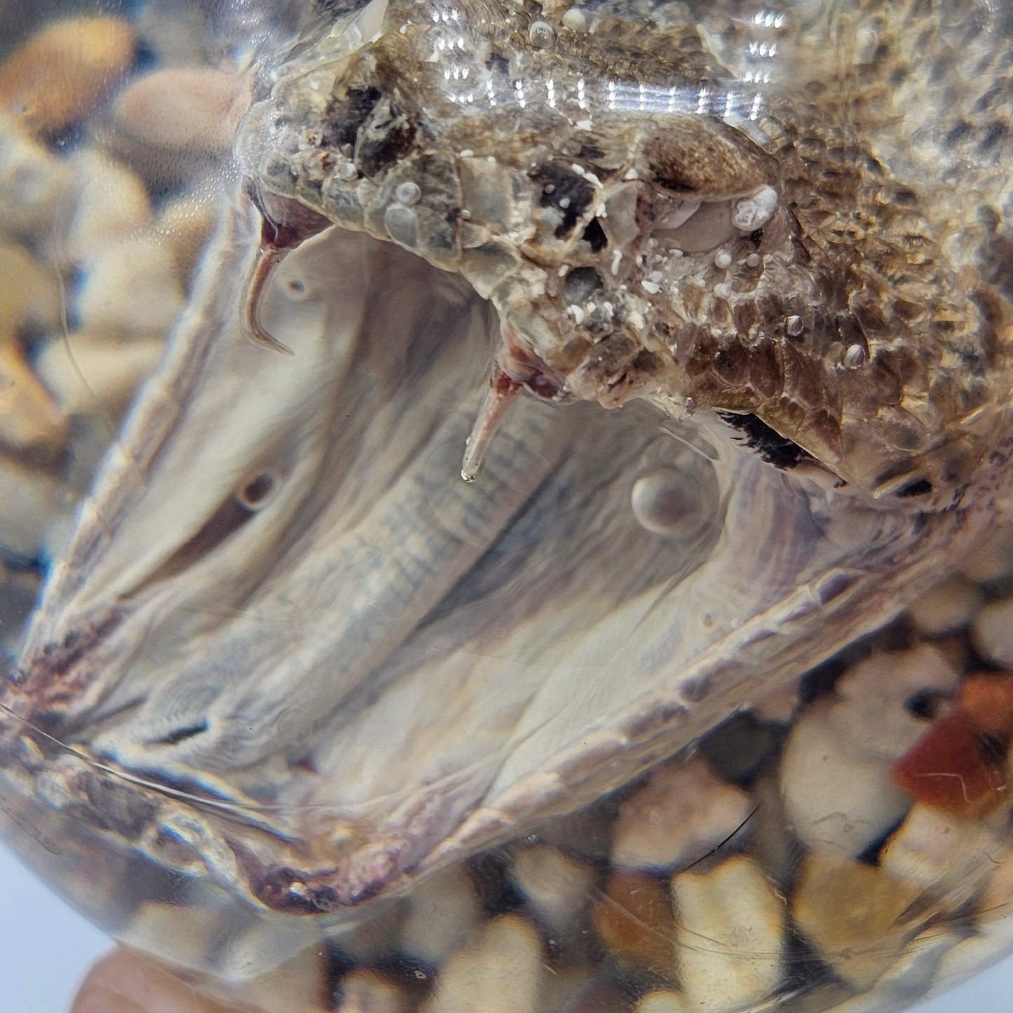 Rattlesnake Head in Leucite Paperweight