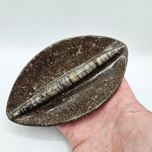 Polished Orthoceras Fossil Divided Trinket Dish