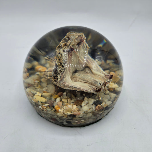 Rattlesnake Head in Leucite Paperweight