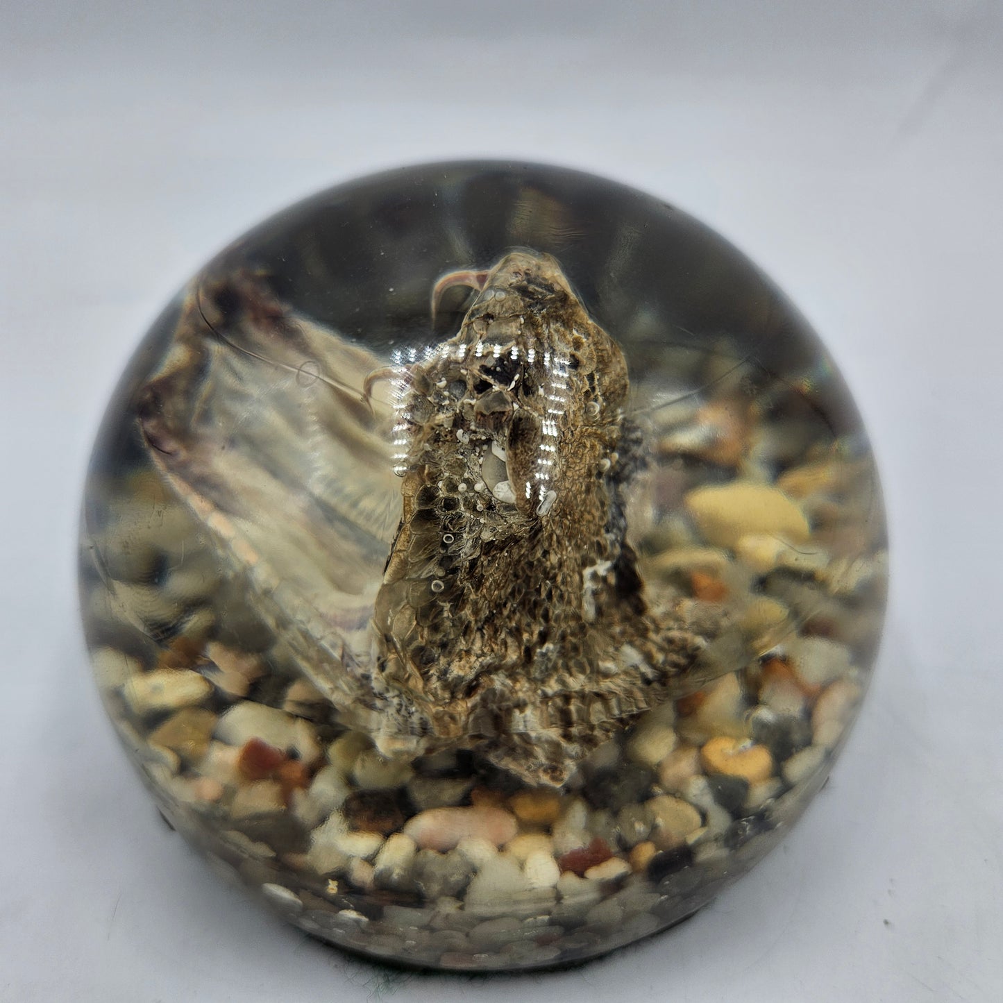Rattlesnake Head in Leucite Paperweight