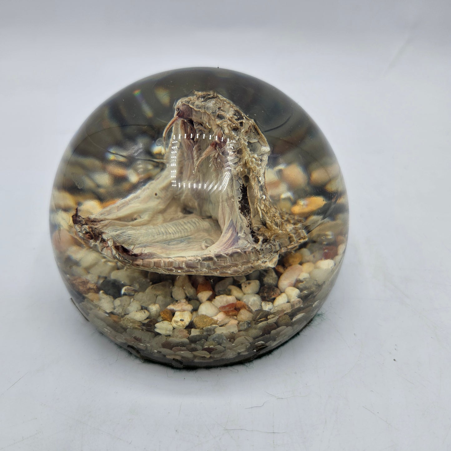 Rattlesnake Head in Leucite Paperweight