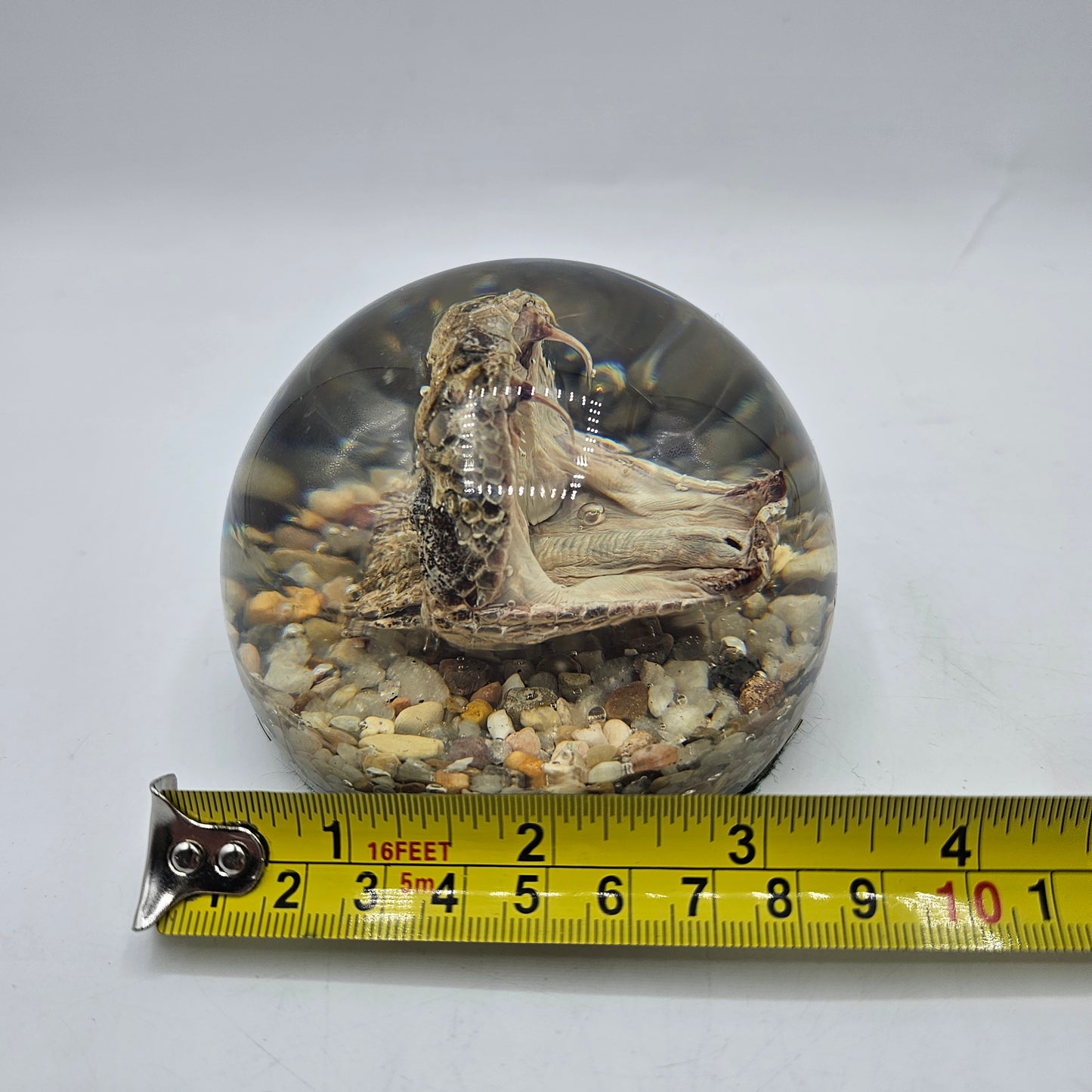 Rattlesnake Head in Leucite Paperweight