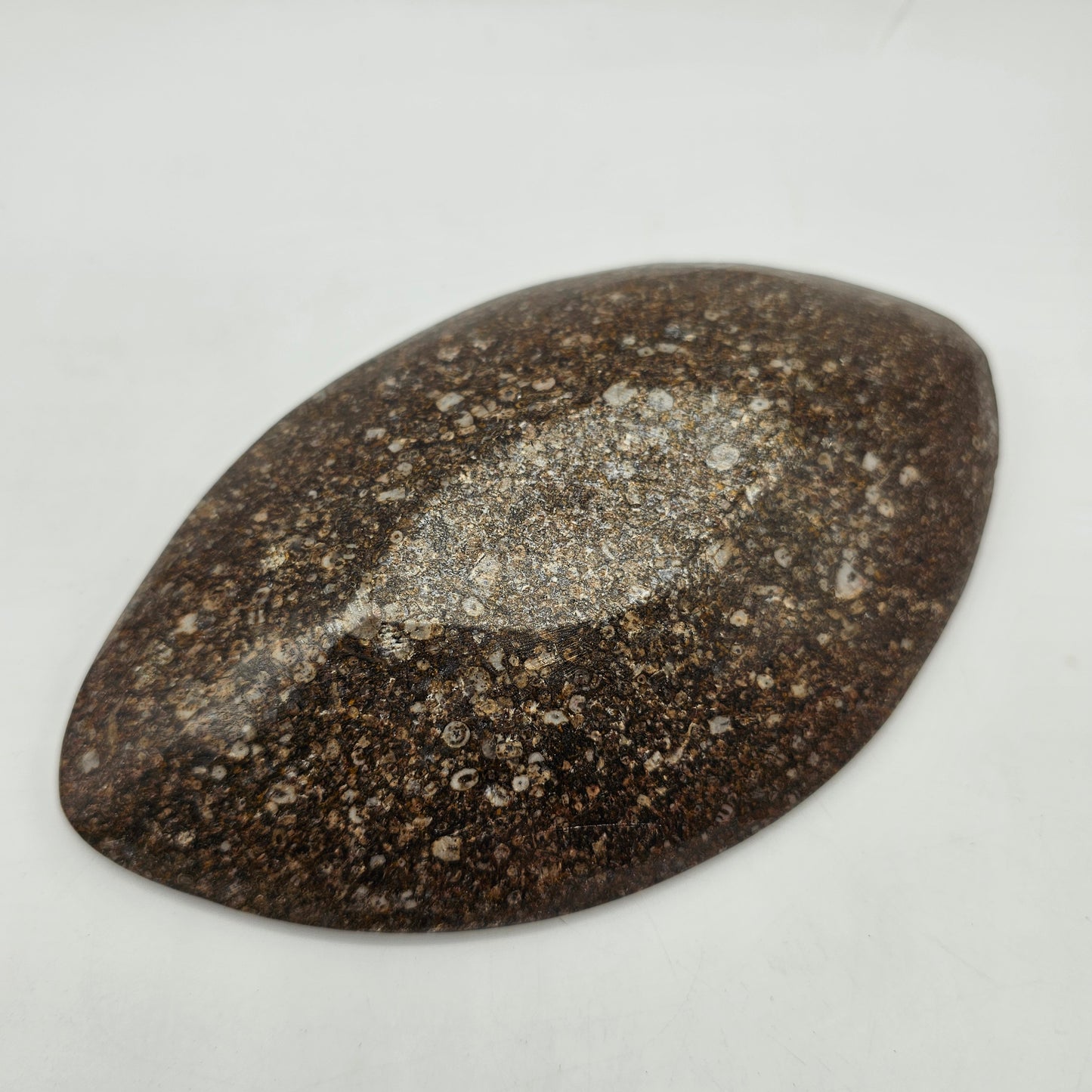 Polished Orthoceras Fossil Divided Trinket Dish