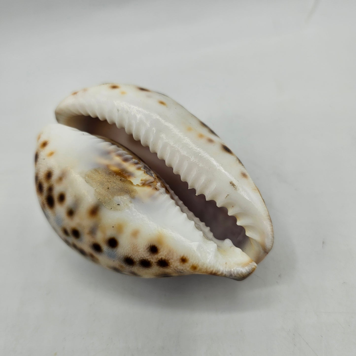 Aloha Hawaii Carved Etched Cowrie Shell