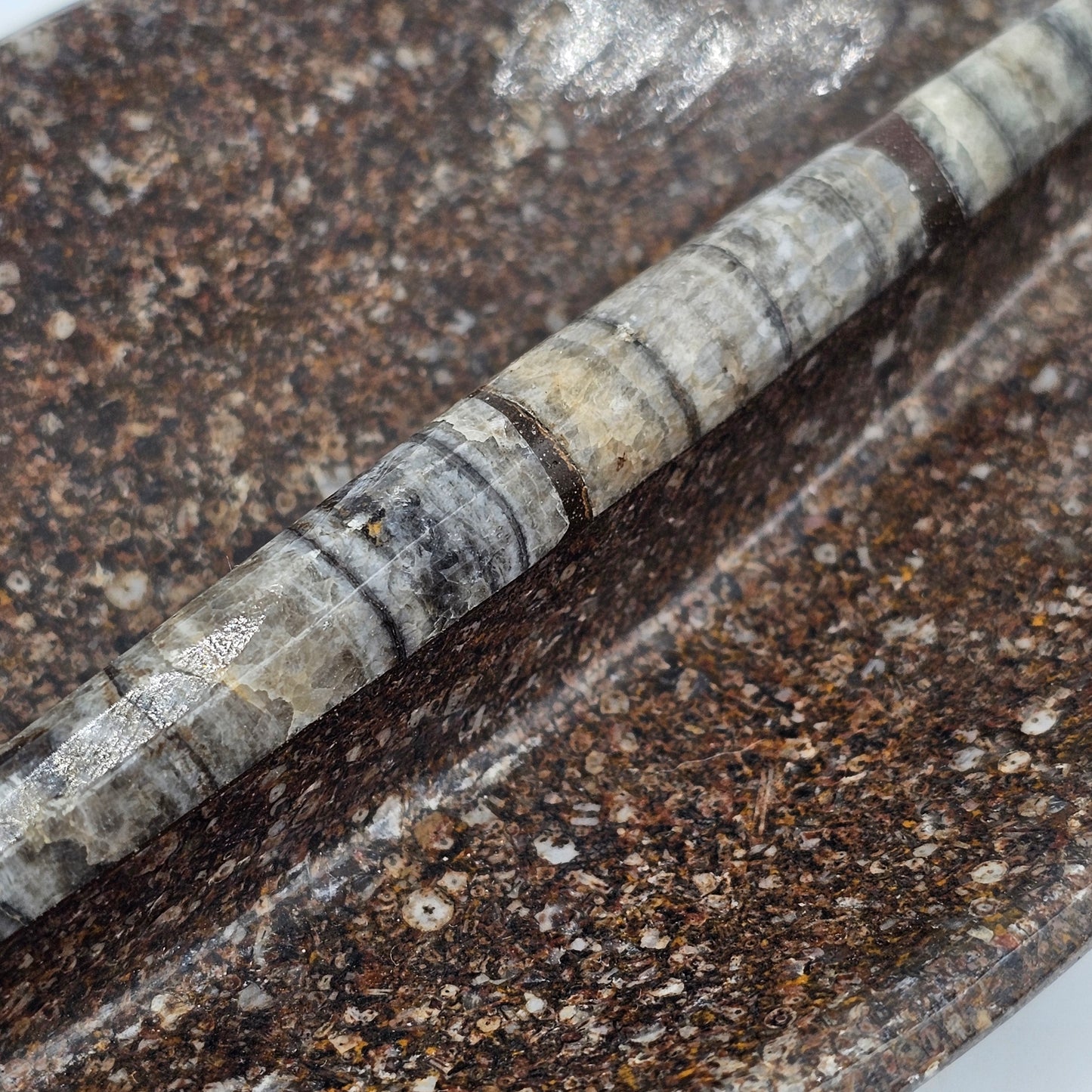 Polished Orthoceras Fossil Divided Trinket Dish